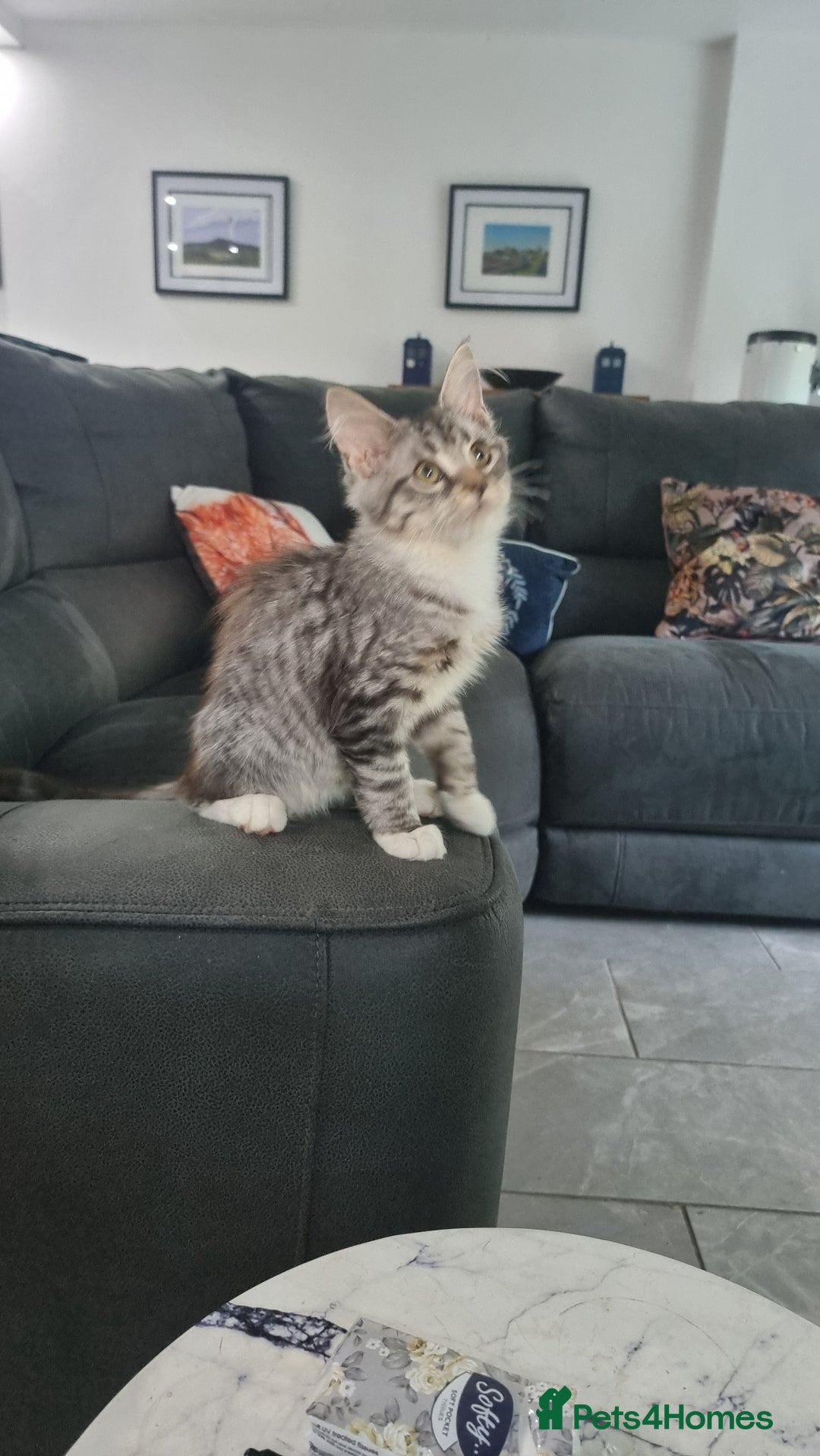 Maine Coon cats for sale: GCCF Pedigree Maine Coon Kittens for sale  - Image 6