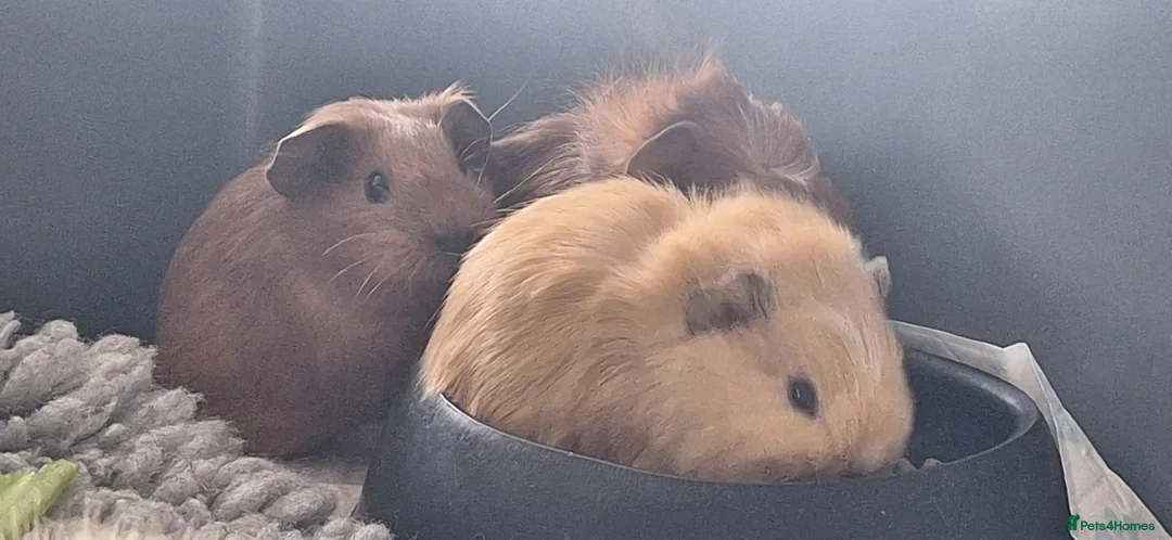 Guinea Pig rodents for sale: Beautiful baby Guinea pigs  - Advert 2