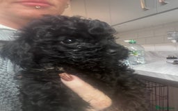 Yorkiepoo dogs for sale: 1 beautiful yorkiepoo ready to leave 🥰🥰 - Image 23