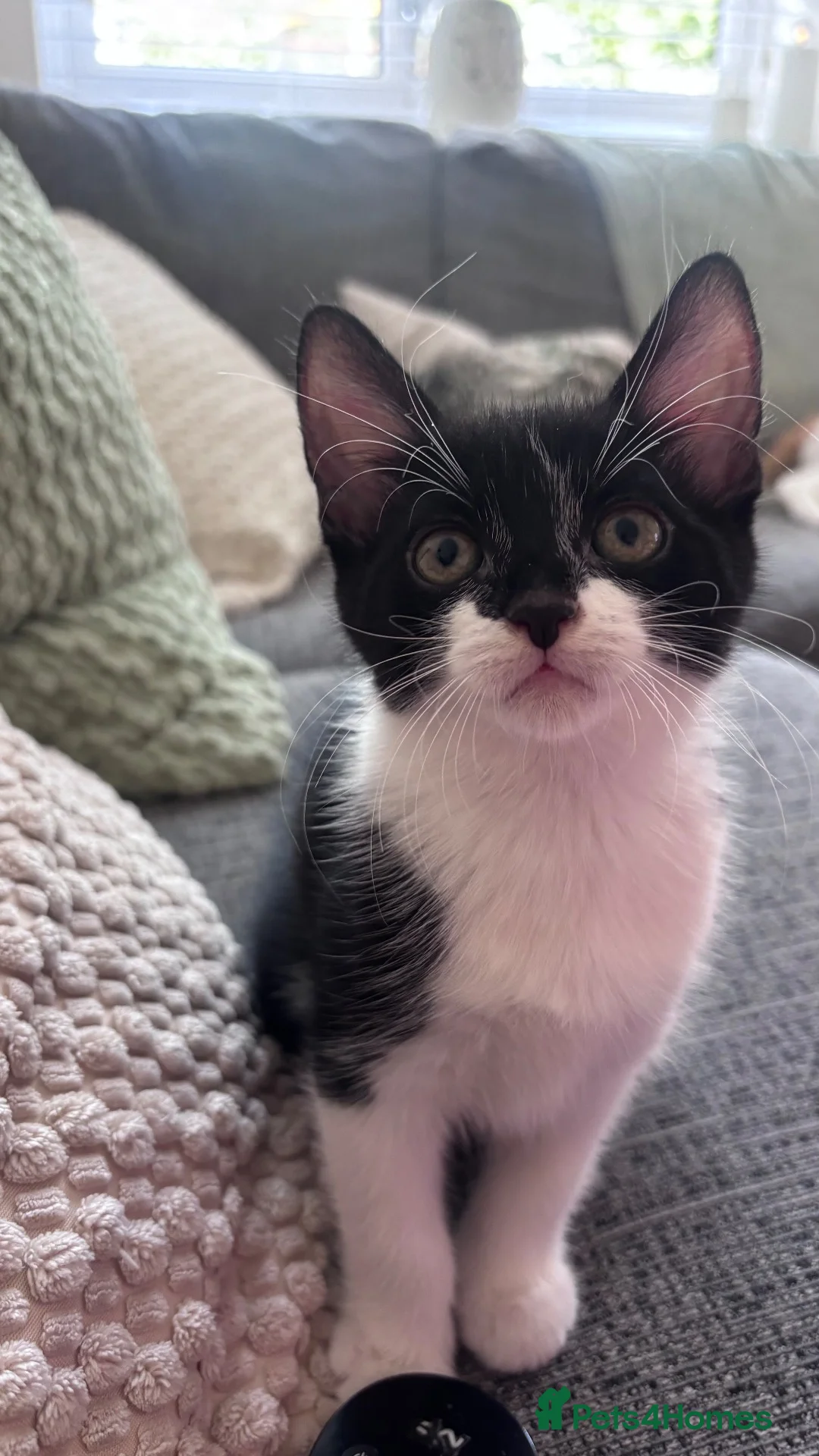 Mixed Breed cats for sale: 🐾 Beautiful Black & White Kittens 🐾 - Advert 2