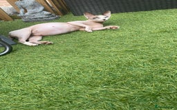 Sphynx cats for sale: Beautiful Canadian Sphynx kittens - Image 2