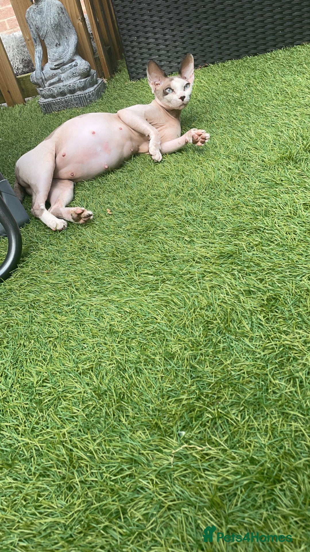 Sphynx cats for sale: Beautiful Canadian Sphynx kittens - Image 2