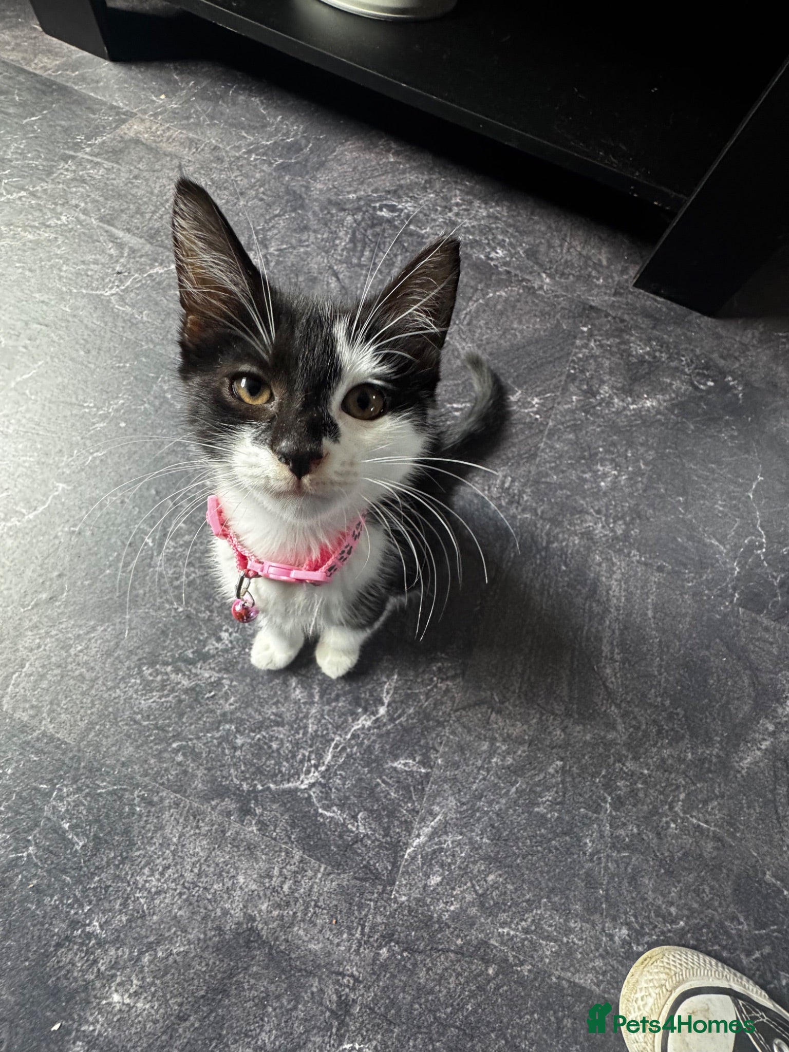 Mixed Breed cats Mia is looking for her new forever home - Advert 1