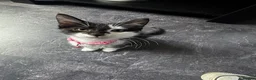 Mixed Breed cats for sale: Mia is looking for her new forever home - Advert 1