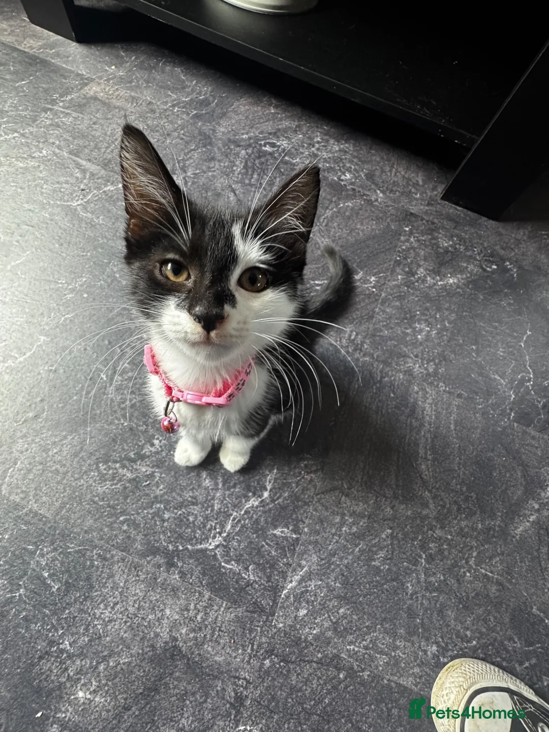 Mixed Breed cats for sale: Mia is looking for her new forever home - Advert 1