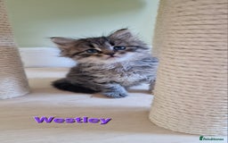 Siberian cats for sale: Siberian kittens GCCF registered, champion lines - Image 2