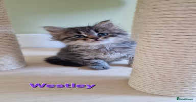 Siberian cats - Advert 15