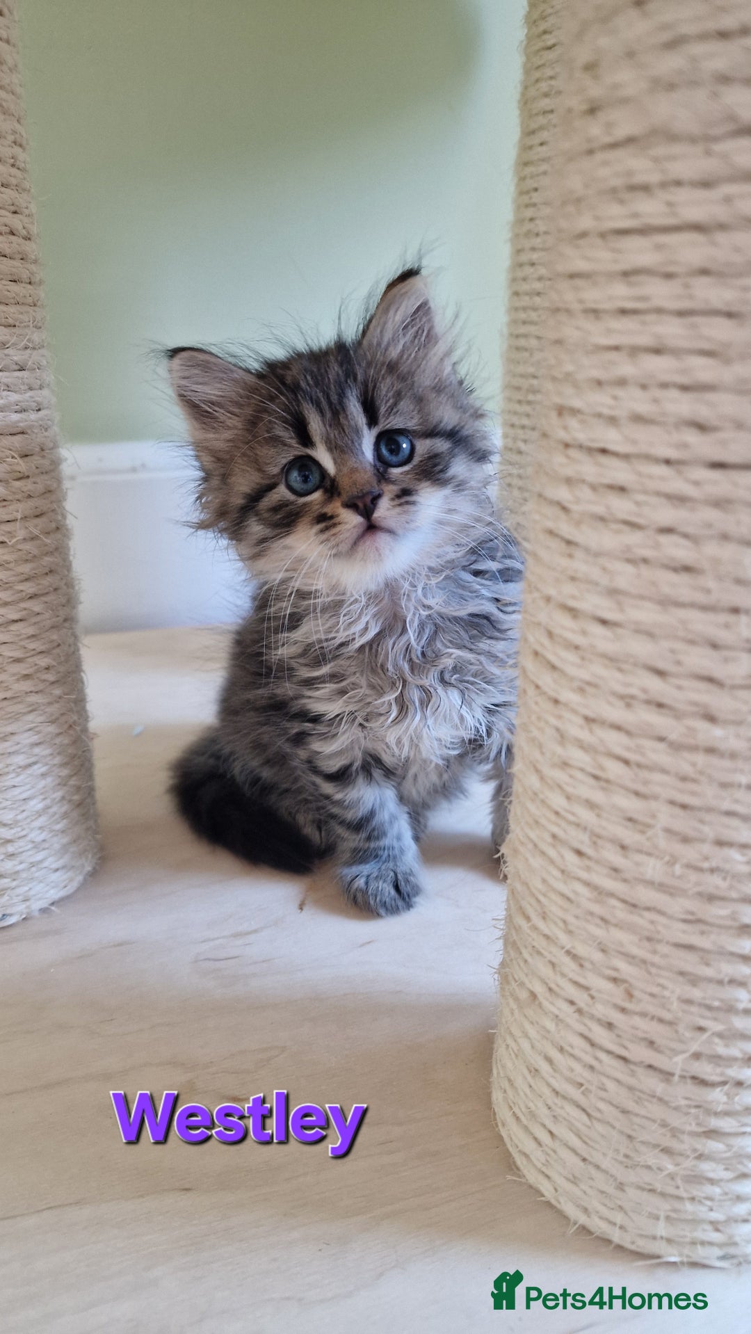 Siberian cats for sale: Siberian kittens GCCF registered, champion lines - Image 2