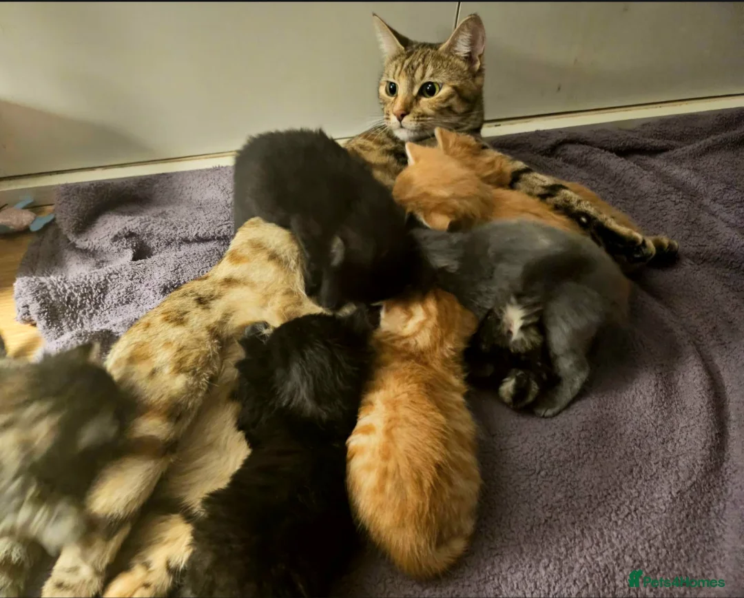 Mixed Breed cats for sale: Elven Bengal Mixes - Advert 2