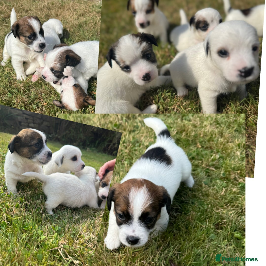 Jack Russell dogs for sale: Pedigree Jack Russell Puppies  - Image 1