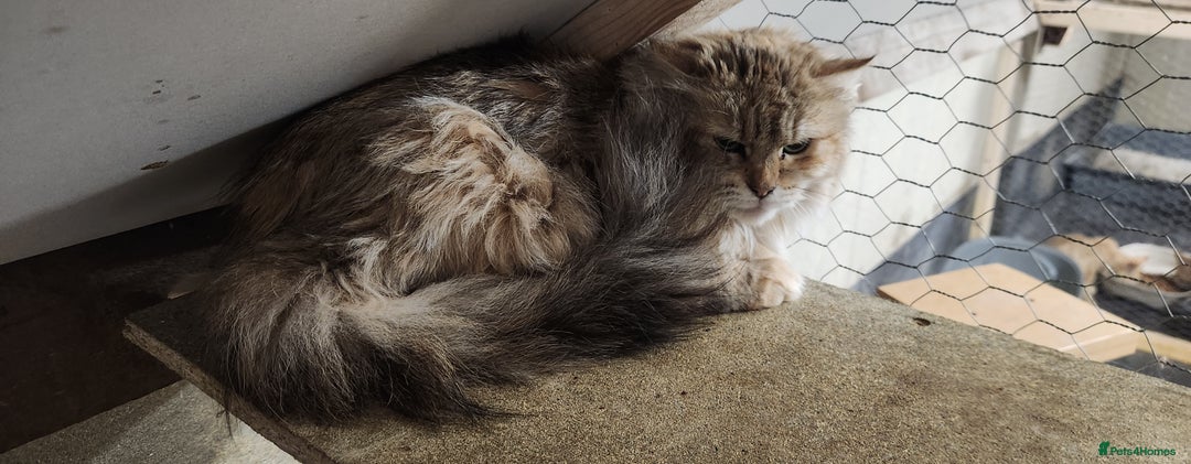 Siberian cats for sale: Siberian queen for sale  - Image 2
