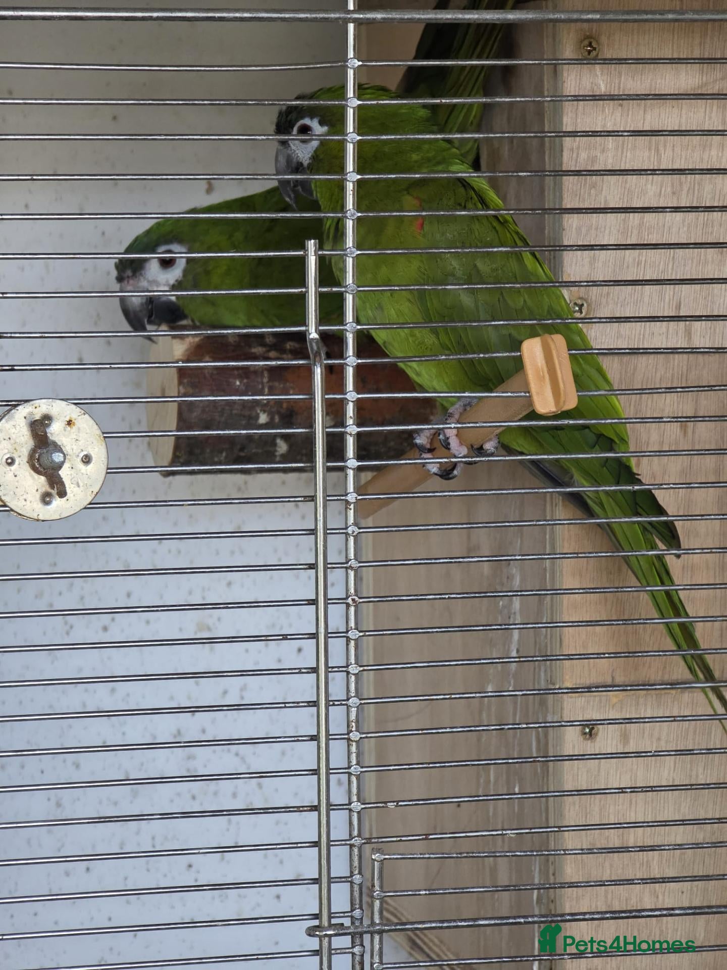 Parakeets birds Sun conures, hahns macaws, derbyans  - Advert 2