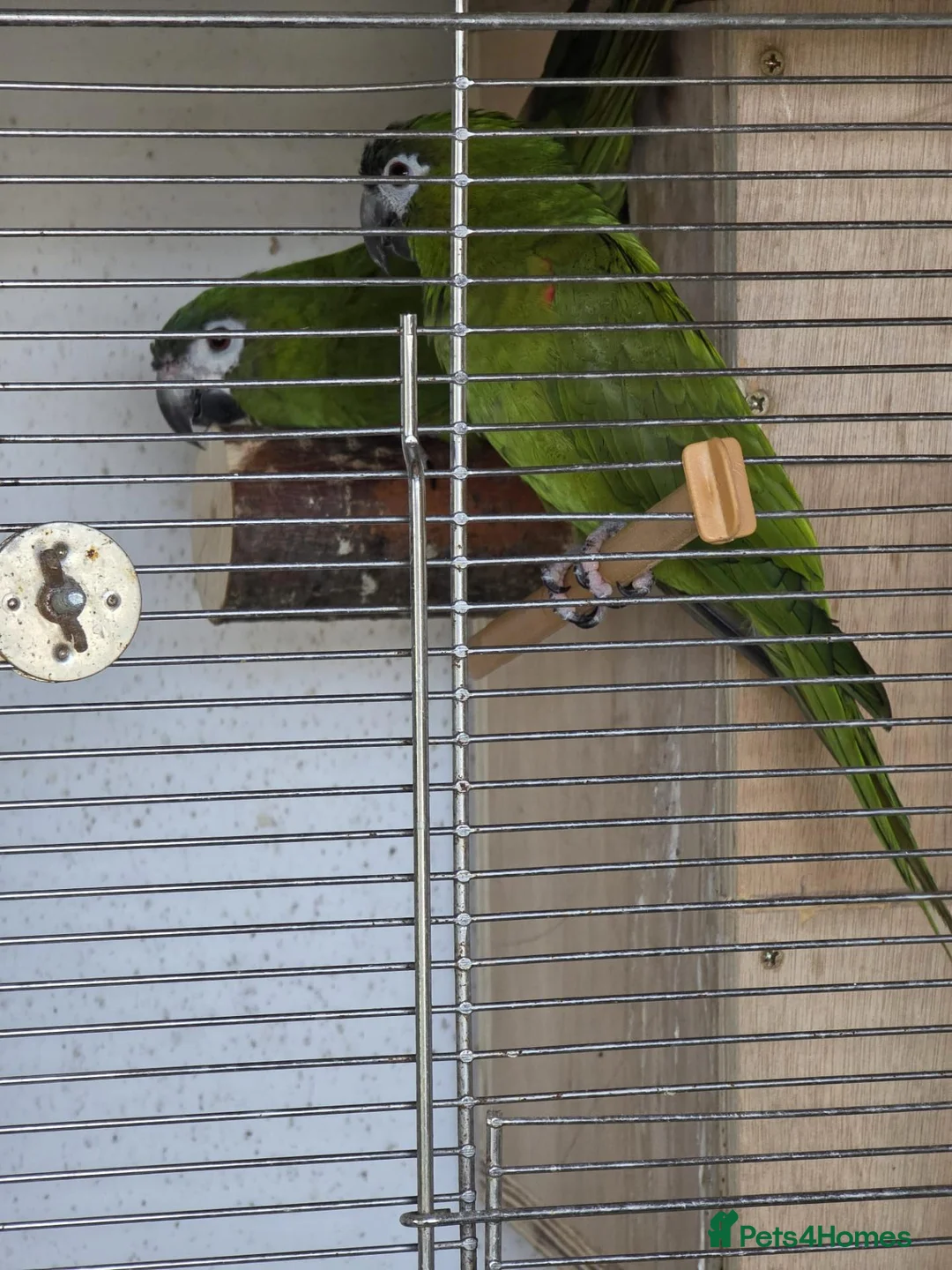 Parakeets birds for sale: Sun conures, hahns macaws, derbyans  - Advert 2