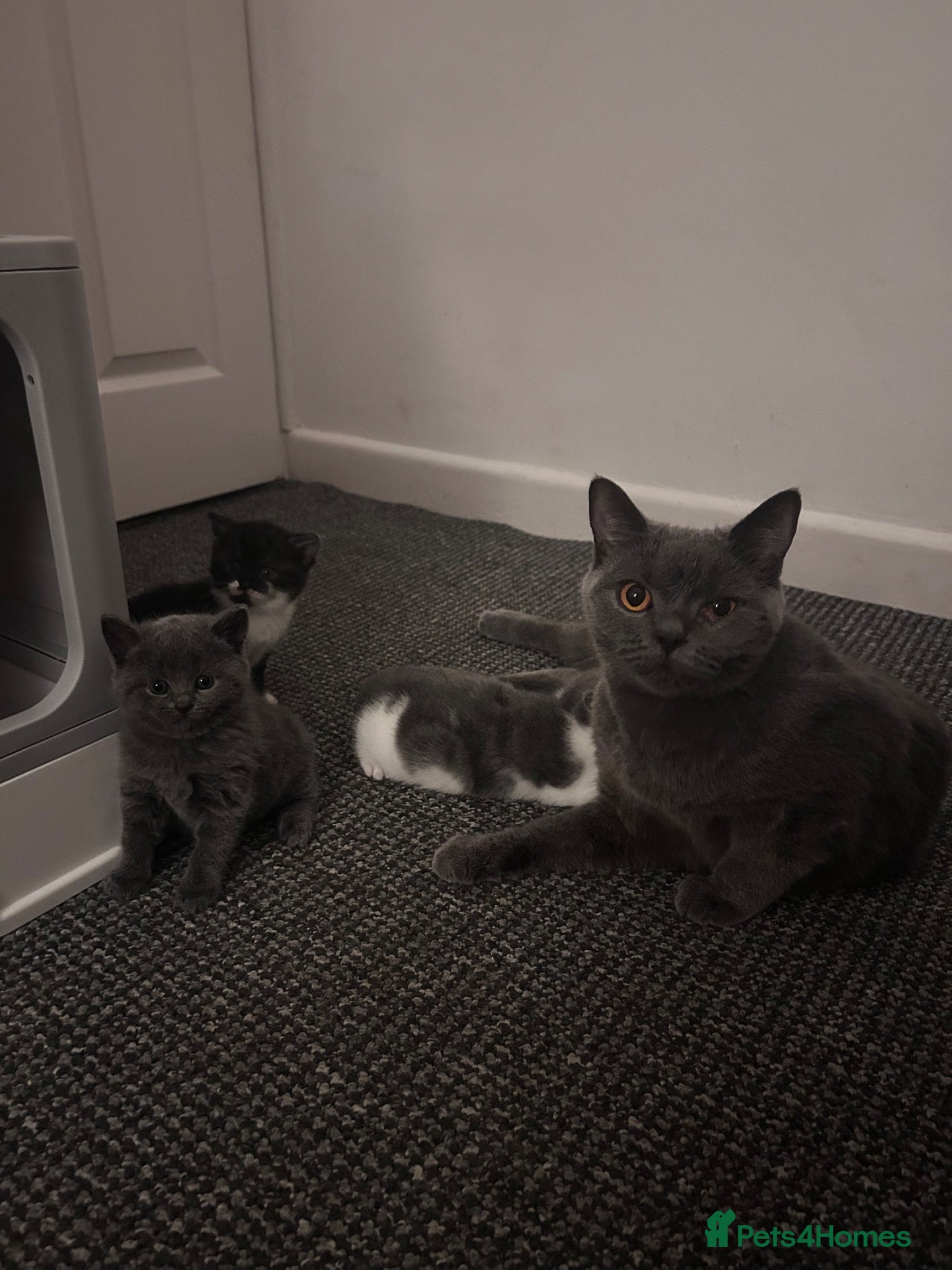 British Shorthair cats 4 amazing ladies  - Advert 2