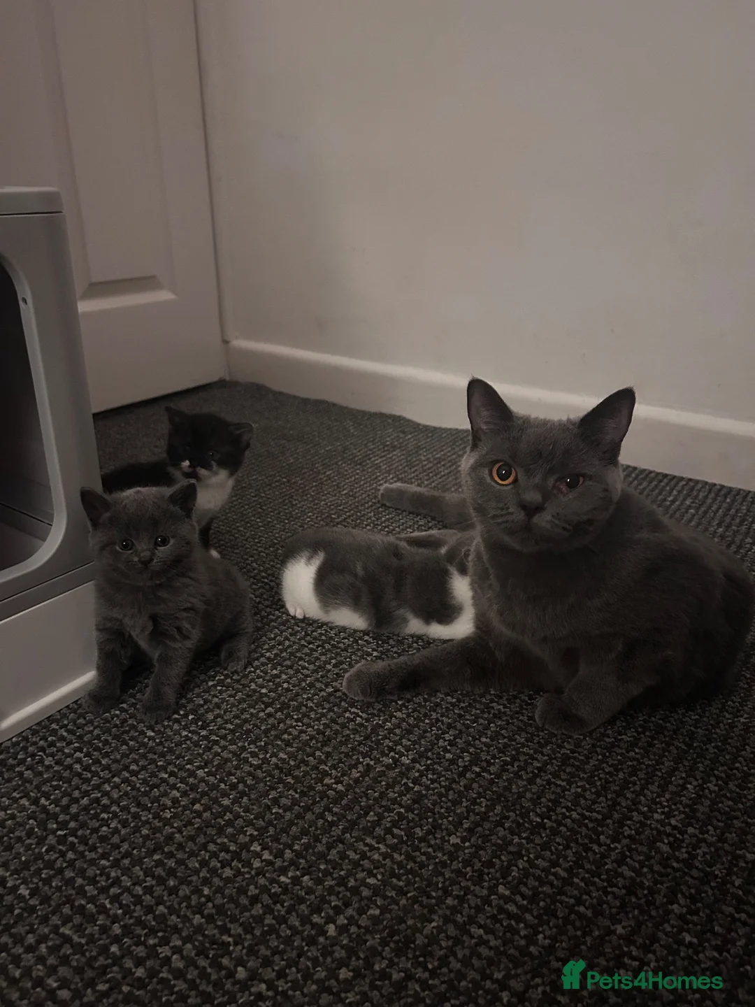 British Shorthair cats for sale: 4 amazing ladies  in Bolton - Advert 1