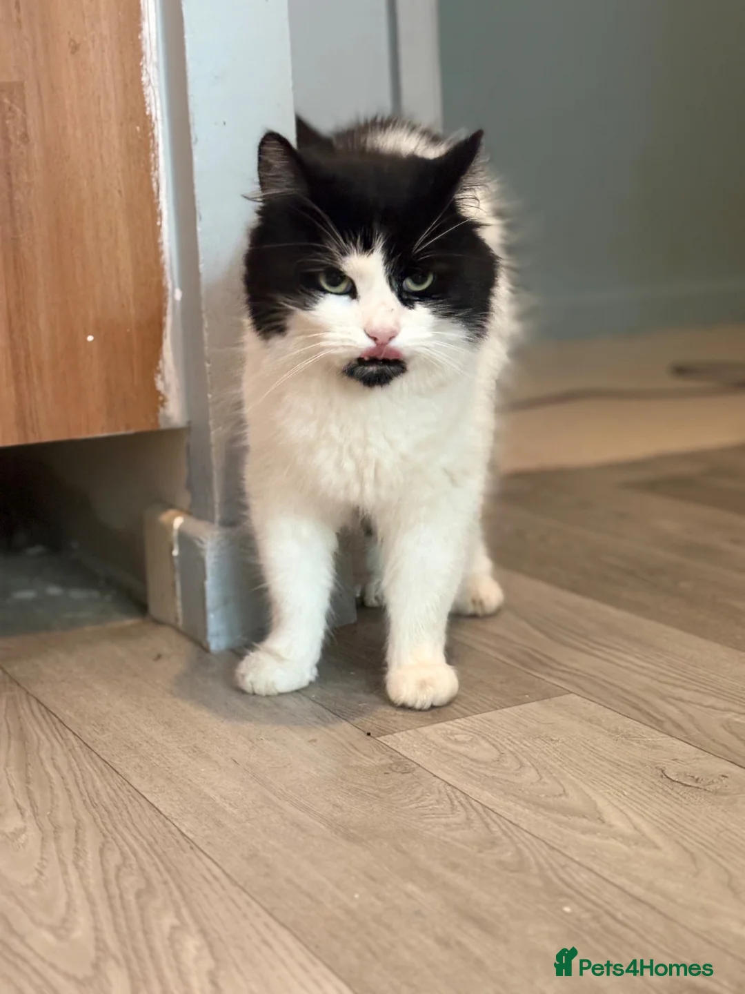 Mixed Breed cats for sale: Looking for forever home  in Royston - Advert 5