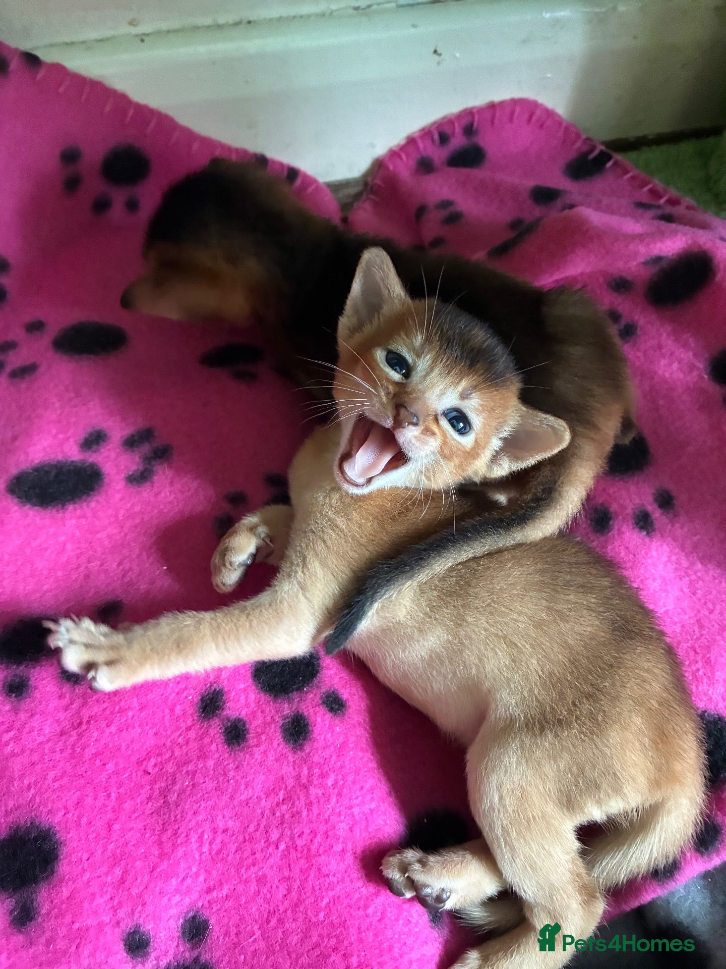 Abyssinian cats TICA 5* Pedigree Abyssinians  - Advert 2
