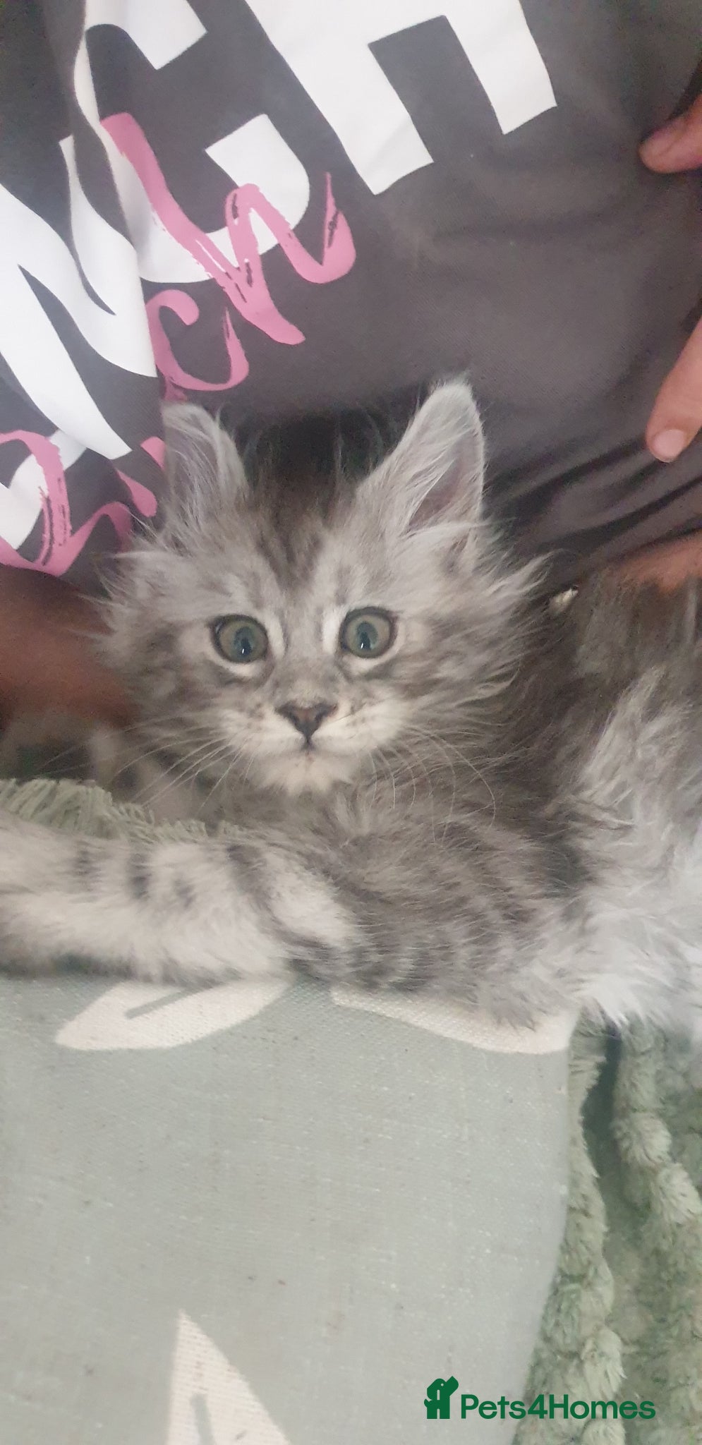 Maine Coon cats Tica registered Maine Coons  - Advert 3