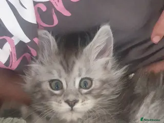 Maine Coon cats Tica registered Maine Coons - Advert 3