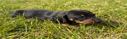 Miniature Dachshund dogs for sale: 5 stunning mini dachshunds for sale❤️🏡🥰 - Advert 22