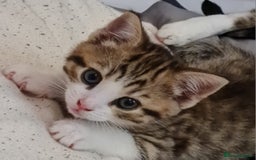 Mixed Breed cats for sale: 2 Beautiful little Boy kittens tabby & black white - Image 16