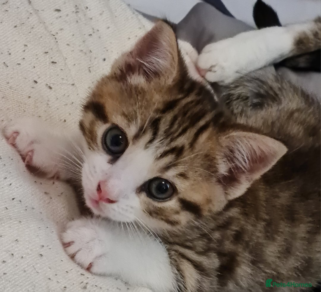 Mixed Breed cats for sale: 2 Beautiful little Boy kittens tabby & black white - Image 16