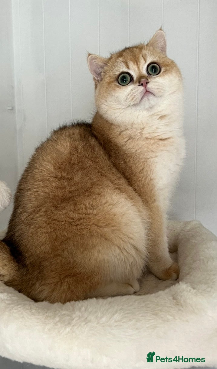British Shorthair cats 🏆Tica registered BRI ny12 British Shorthair Boy🏆 - Advert 13