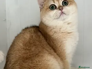 British Shorthair cats 🏆Tica registered BRI ny12 British Shorthair Boy🏆 - Advert 13