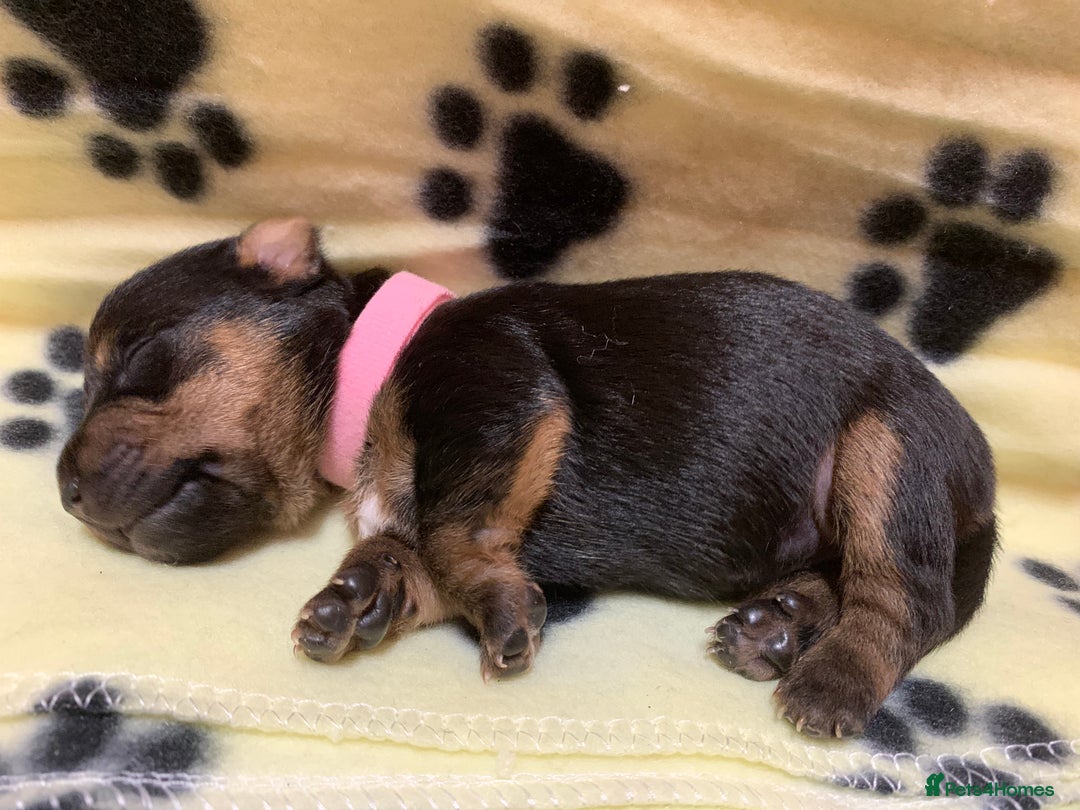 Jack Russell dogs for sale: Jack Russell Puppies  - Image 33