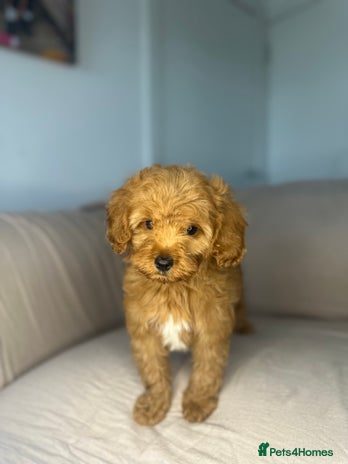 Cockapoo dogs - Advert 2