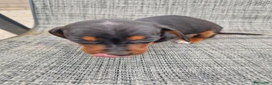 Dachshund 6