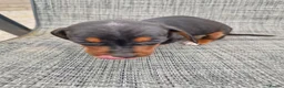 Dachshund dogs for sale: Dachshund puppies 8wks - Advert 16