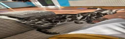 Bengal cats for sale: Silver Charcoal Bengal Female - Advert 3