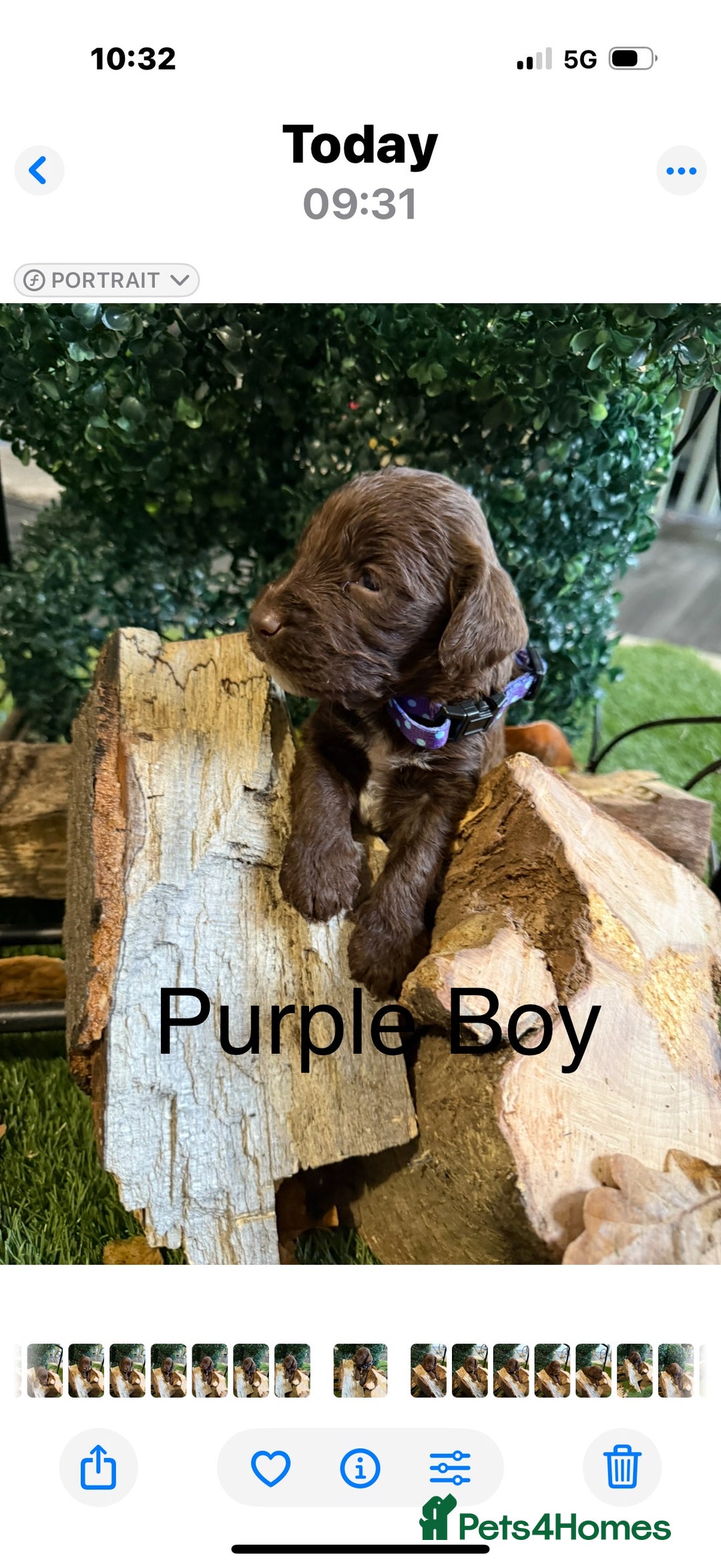 Cockapoo dogs for sale: F1 Cockapoo ( health tested parents) - Image 13