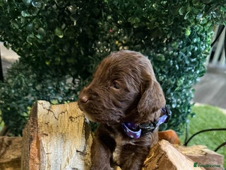 Cockapoo dogs - Advert 9