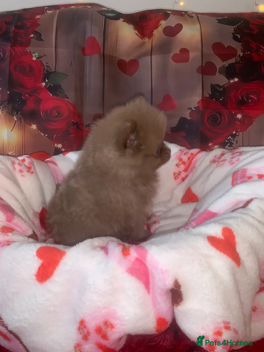 Pomeranian dogs for sale: UNIQUE BEAR FACE POMERANIAN LITTER - Advert 13