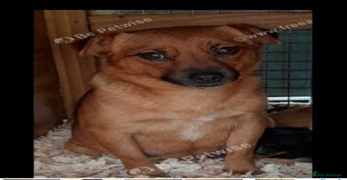 Mixed Breed dogs - Advert 5