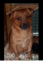 Mixed Breed dogs - Advert 5