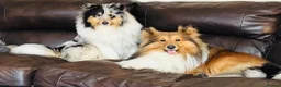 Shetland Sheepdog dogs for sale: Beautiful pretty sable and white girl - Advert 18