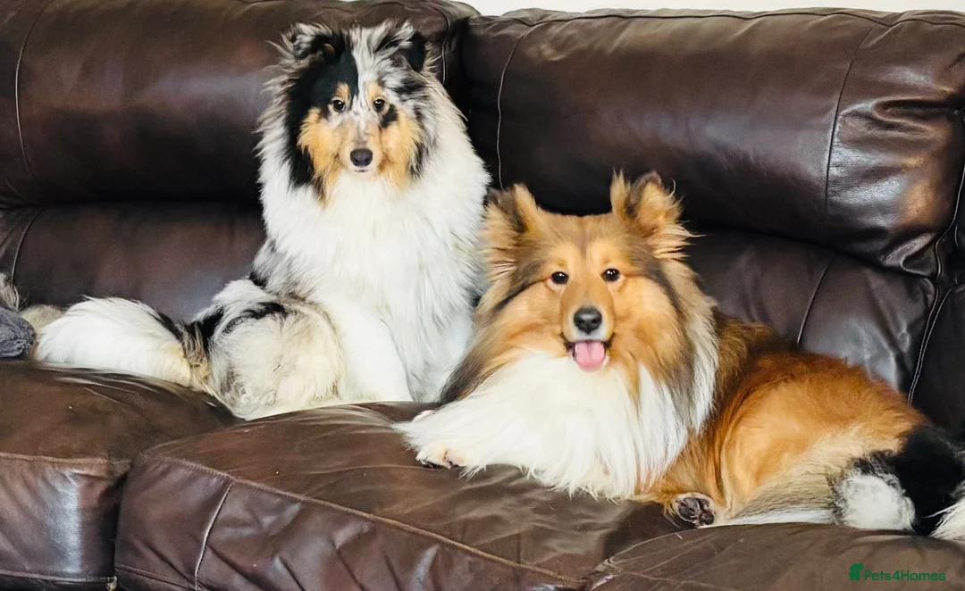 Shetland Sheepdog dogs for sale: Beautiful pretty sable and white girl - Advert 18