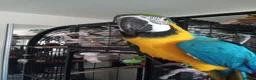 Macaws birds for sale: Macaw pair  in London - Advert 3