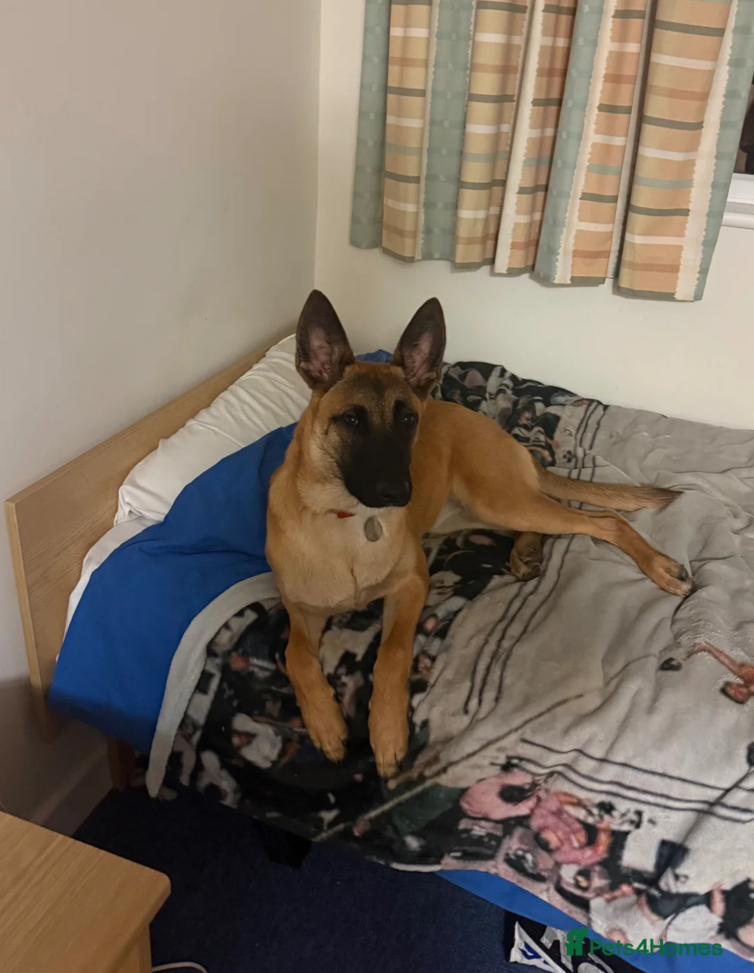 Belgian Shepherd Dog dogs for sale: 8 month old Belgium Malinois  - Advert 1