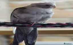Cockatiels birds for sale: Young Cockatiels - Image 8