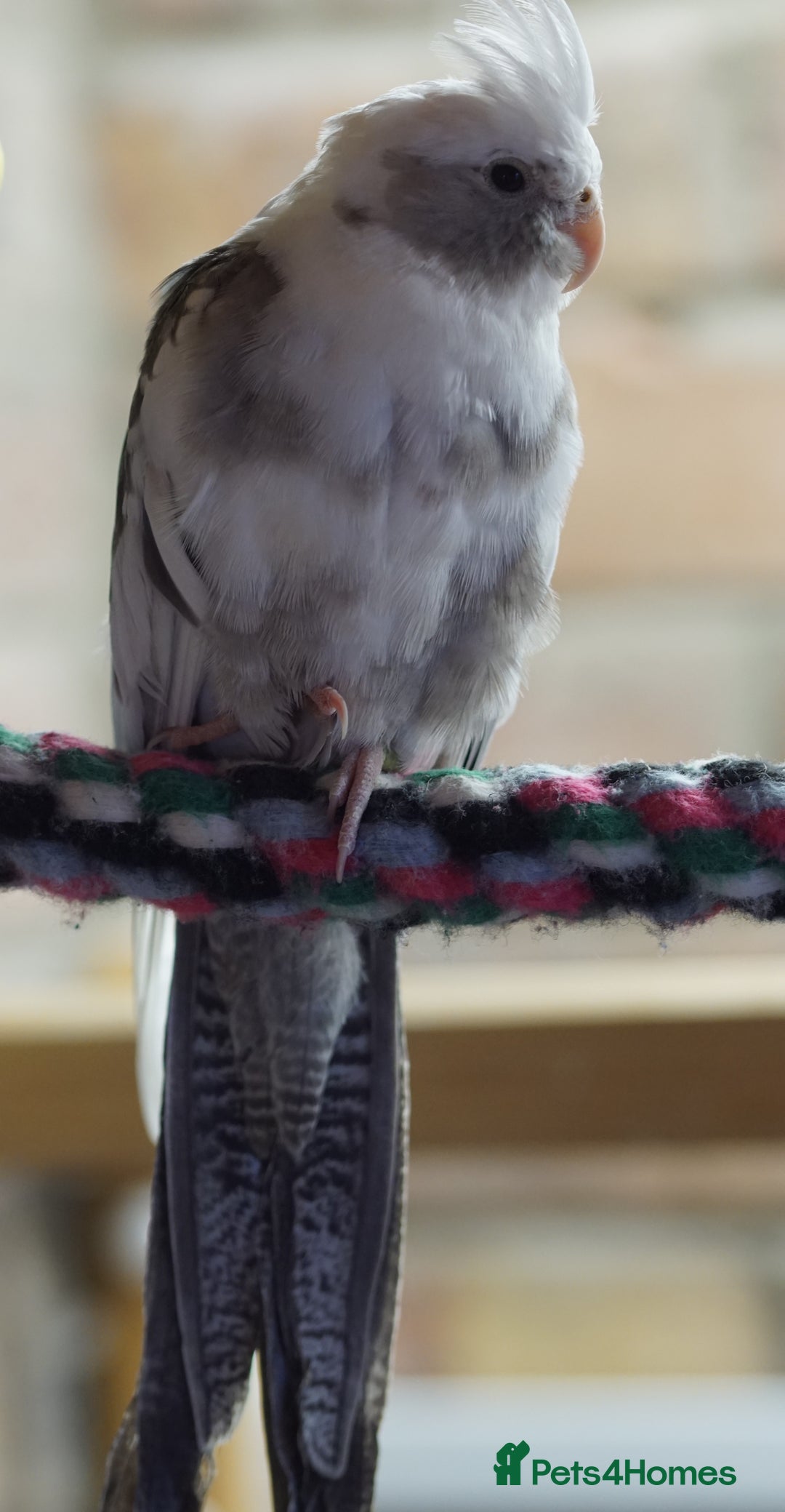 Cockatiels birds for sale: Young Cockatiels - Image 8