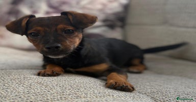 Jack Russell dogs - Advert 8