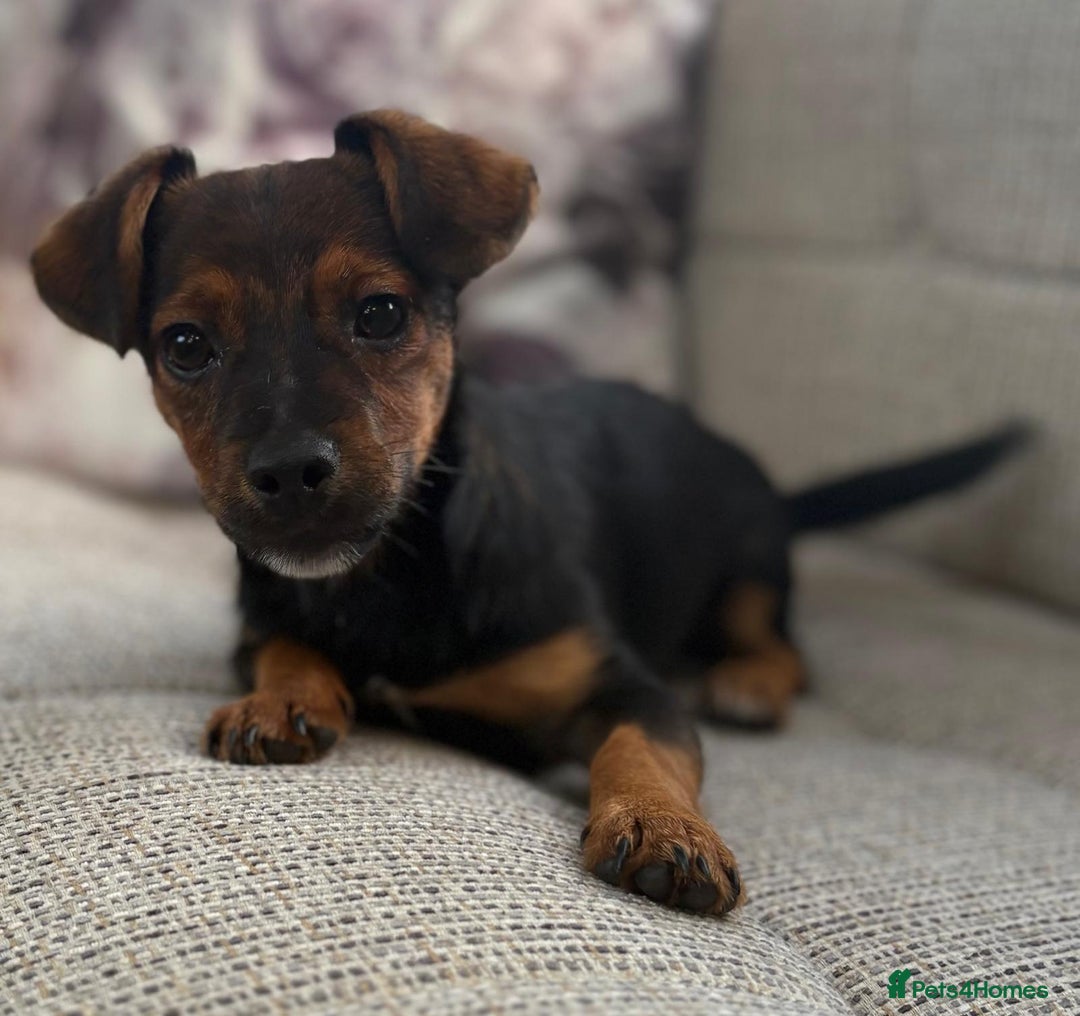 Jack Russell dogs for sale: Traditional Short-legged Jack Russell Boy. - Image 2