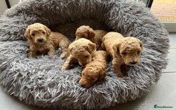 Toy Poodle dogs for sale: KC Registered Toy Poodle Treasures  - Image 4