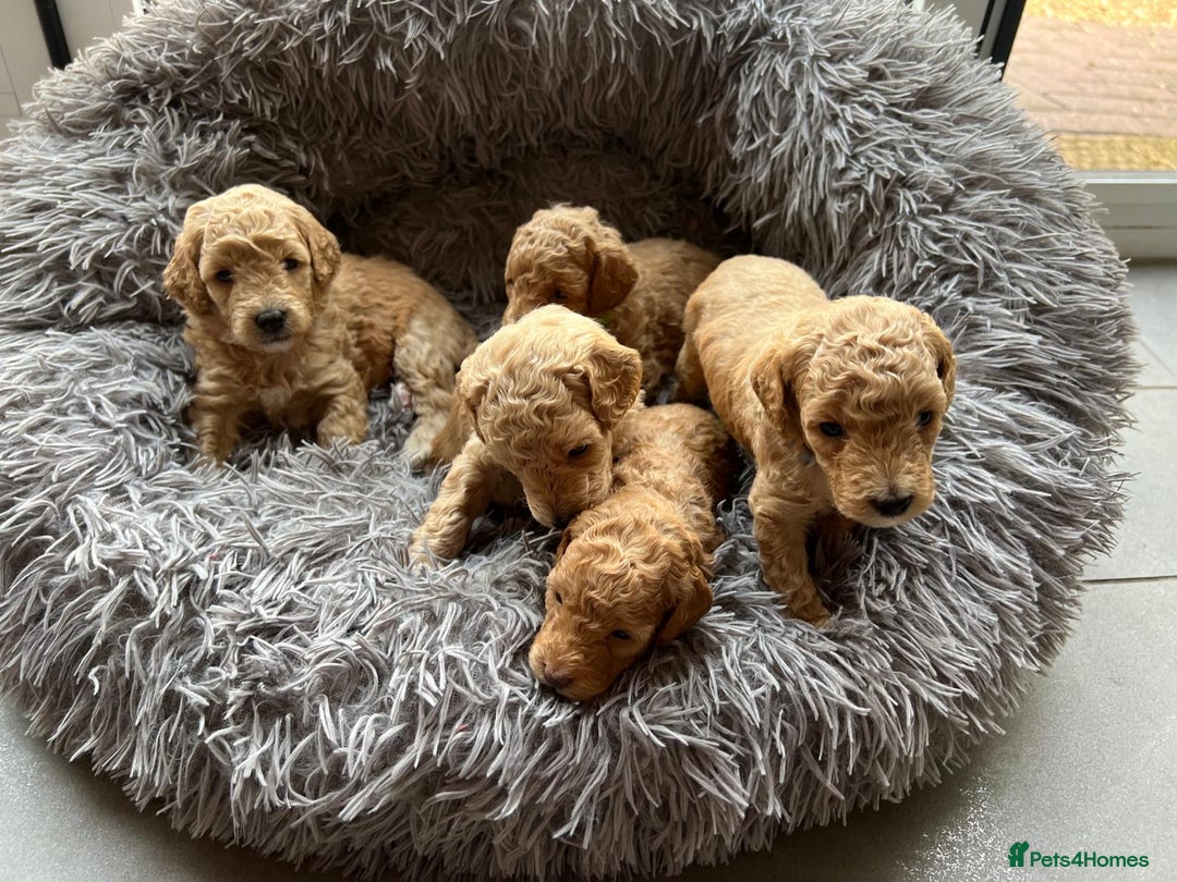 Toy Poodle dogs for sale: KC Registered Toy Poodle Treasures  - Image 4