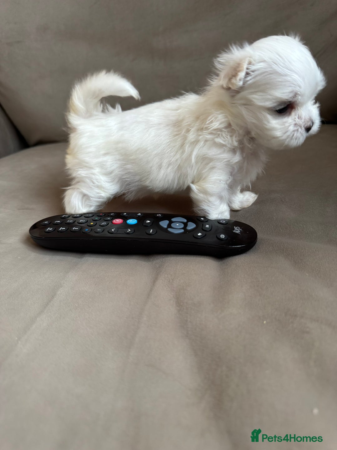 Maltese dogs for sale: Updated 24/07 KC Reg tiny Korean Maltese Puppies. in Ware - Image 12