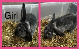 French Lop rabbits for sale: Beautiful French Lop Rabbits ready 13/08/2025 - Image 6